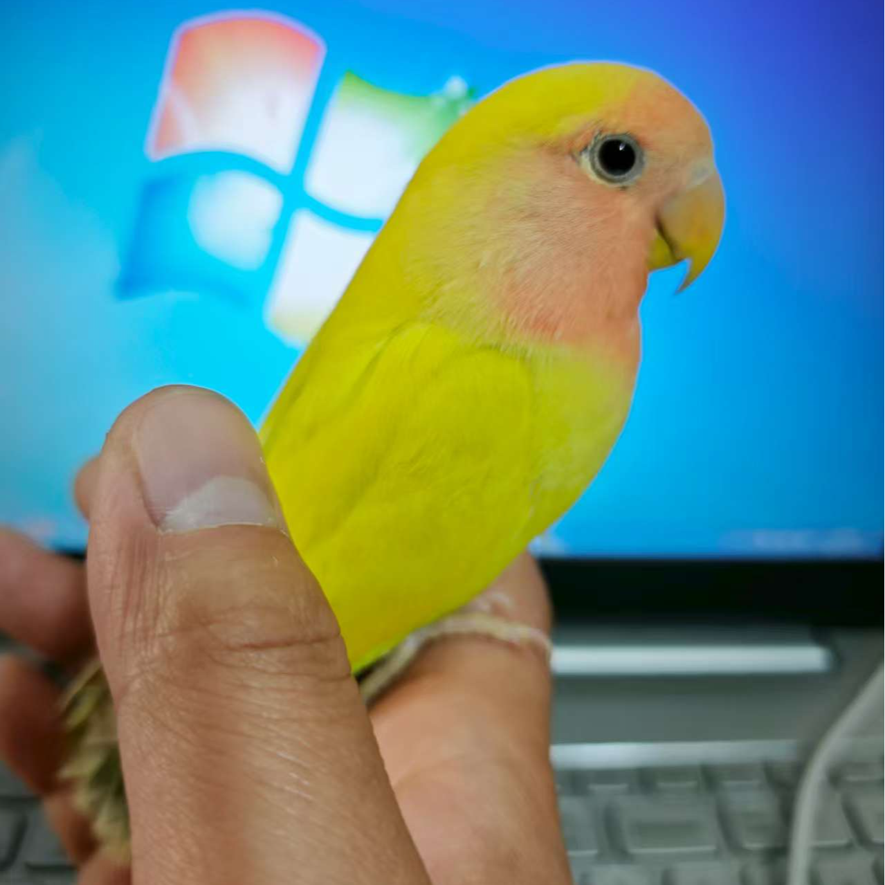 桃脸牡丹宠物鸟公母一对