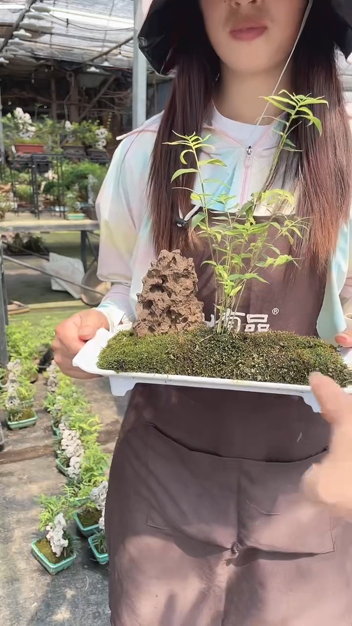 无花朵P31宓胺盆天然石竹子