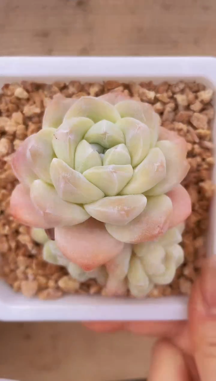 【闪购商品】067琥珀冰多肉