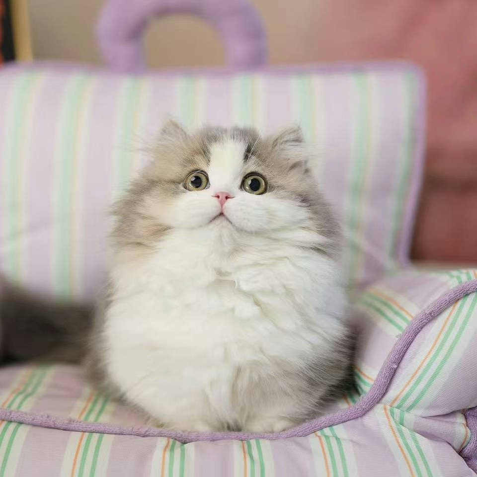 【猫矮油米努特猫舍】-彩子猫妹妹