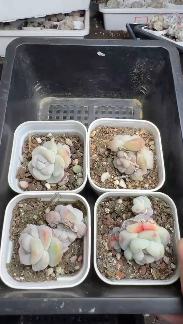 【闪购商品】234号到手1框--江北多肉