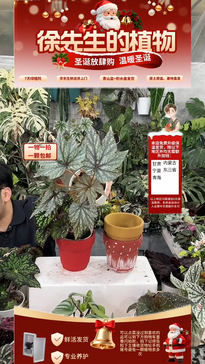 完全开放绿鹰狮秋海棠
