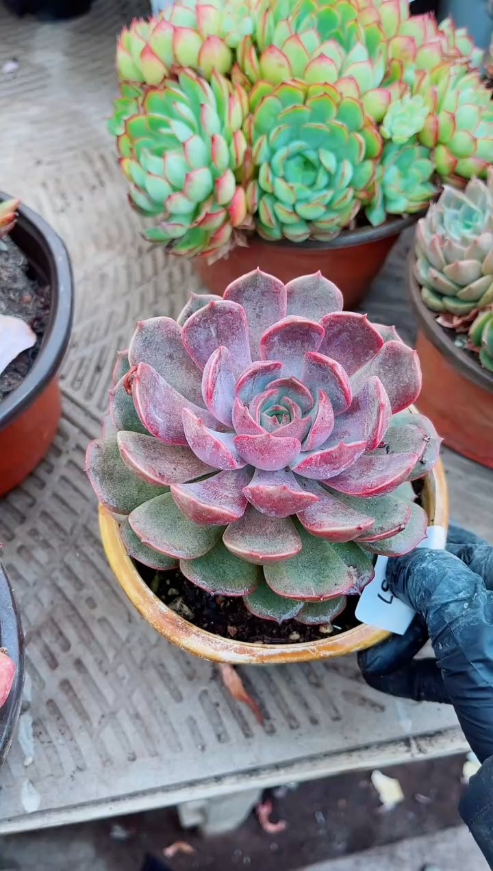 25157多肉植物一物一拍