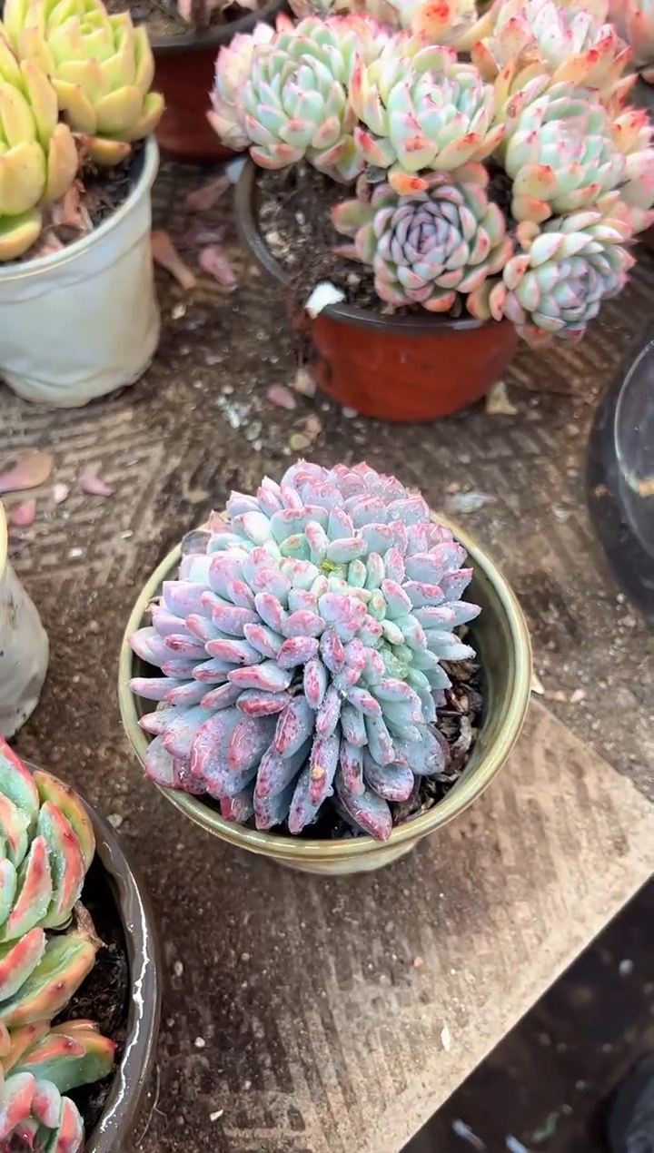 清**兰多肉植物一物一拍29320