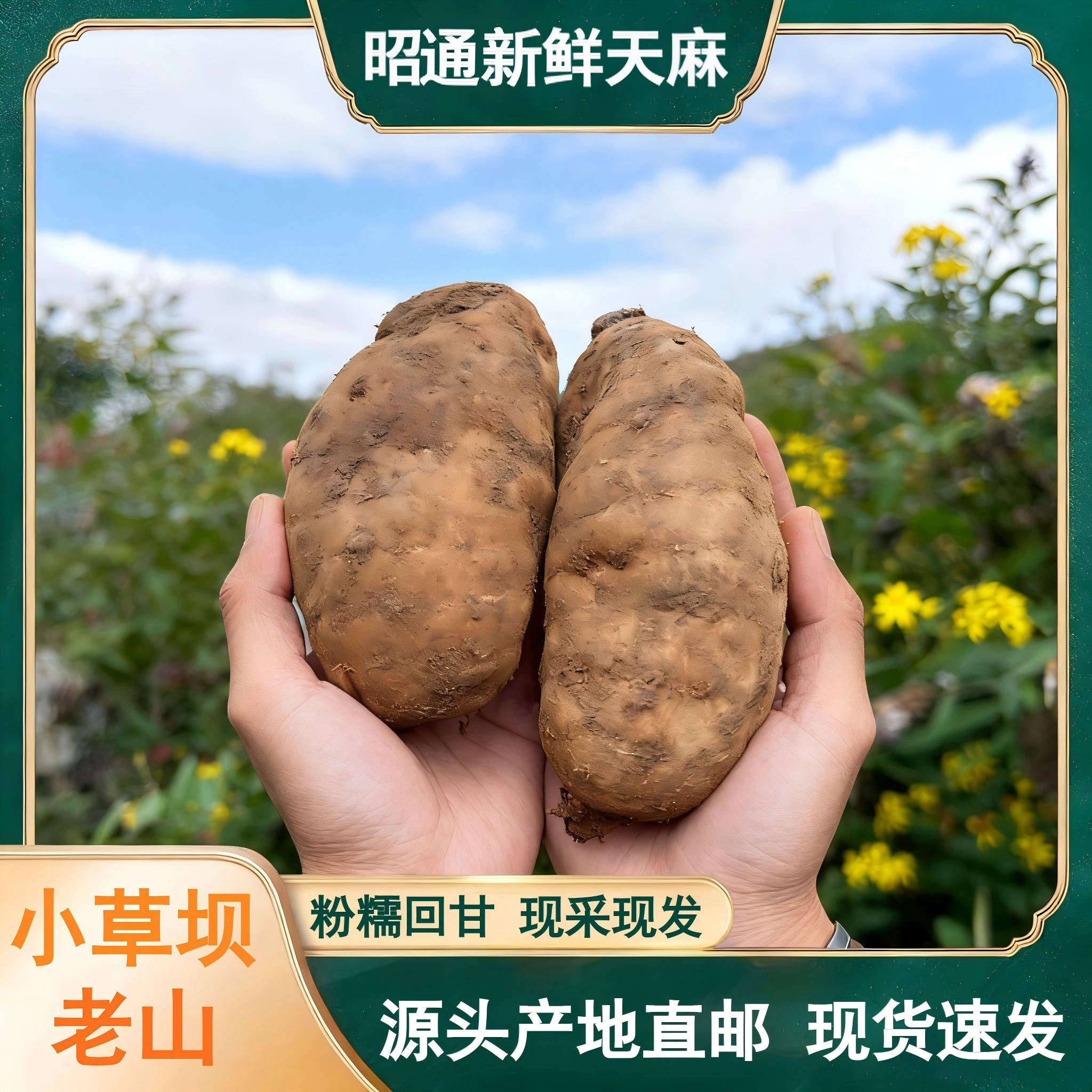 2025年昭通小草坝天麻云南新鲜天麻仿野生种植天麻