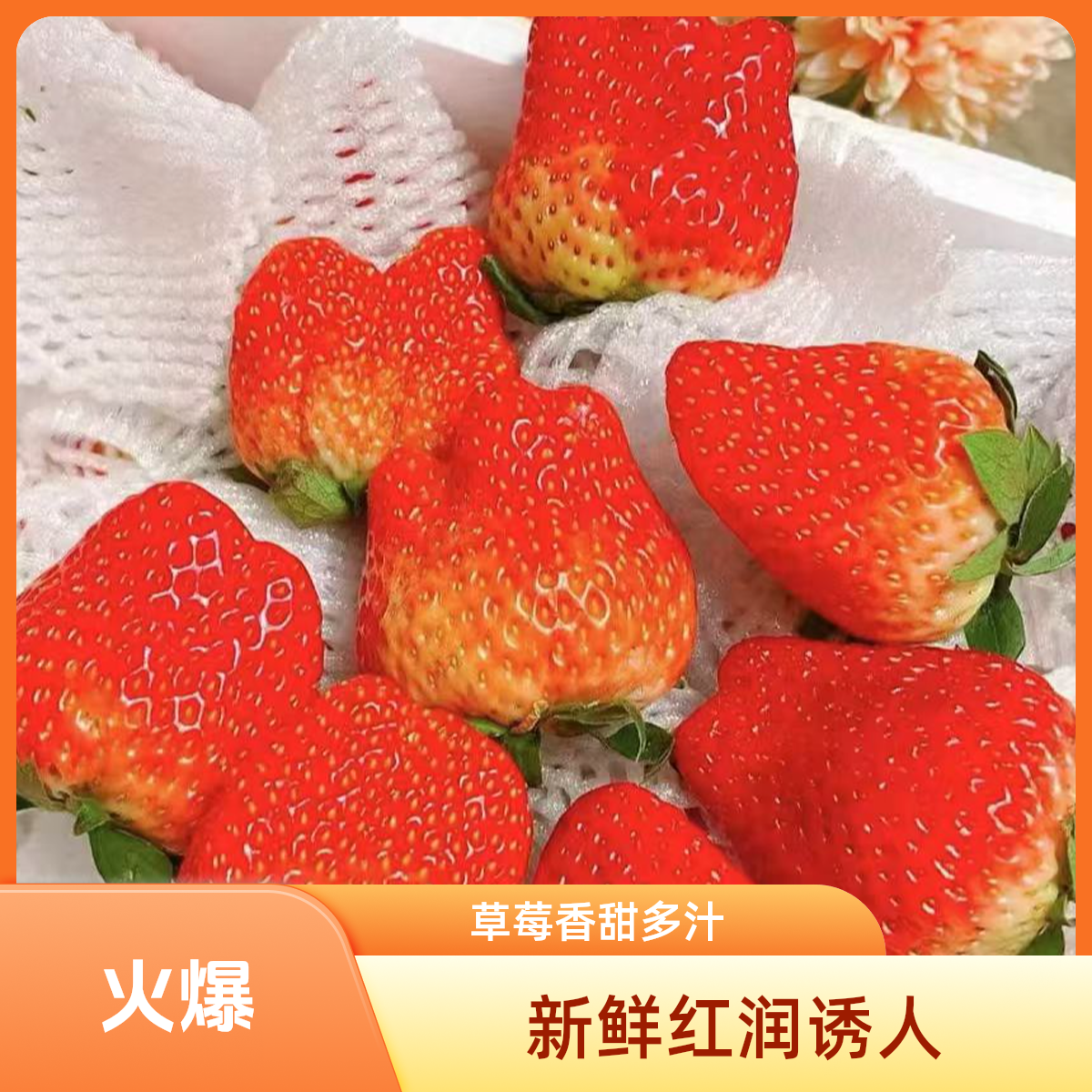 头茬丹东99红颜草莓 香甜多汁 净重700-750g 孕妇水果京东顺丰包邮 坏果包赔