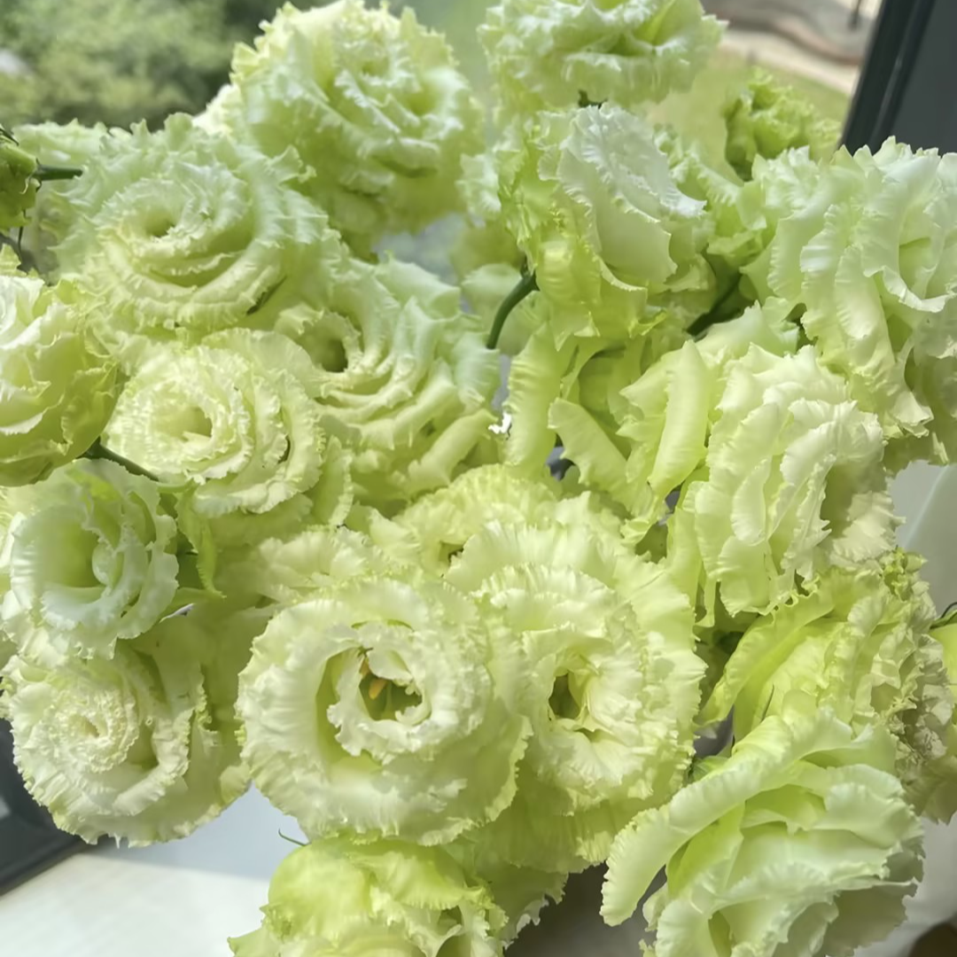 【一品花集】立深【绿珠】洋桔梗 云南昆明基地发货家用鲜花