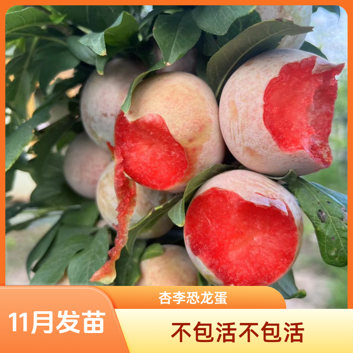 杏李红肉恐龙蛋，裸根苗不包活