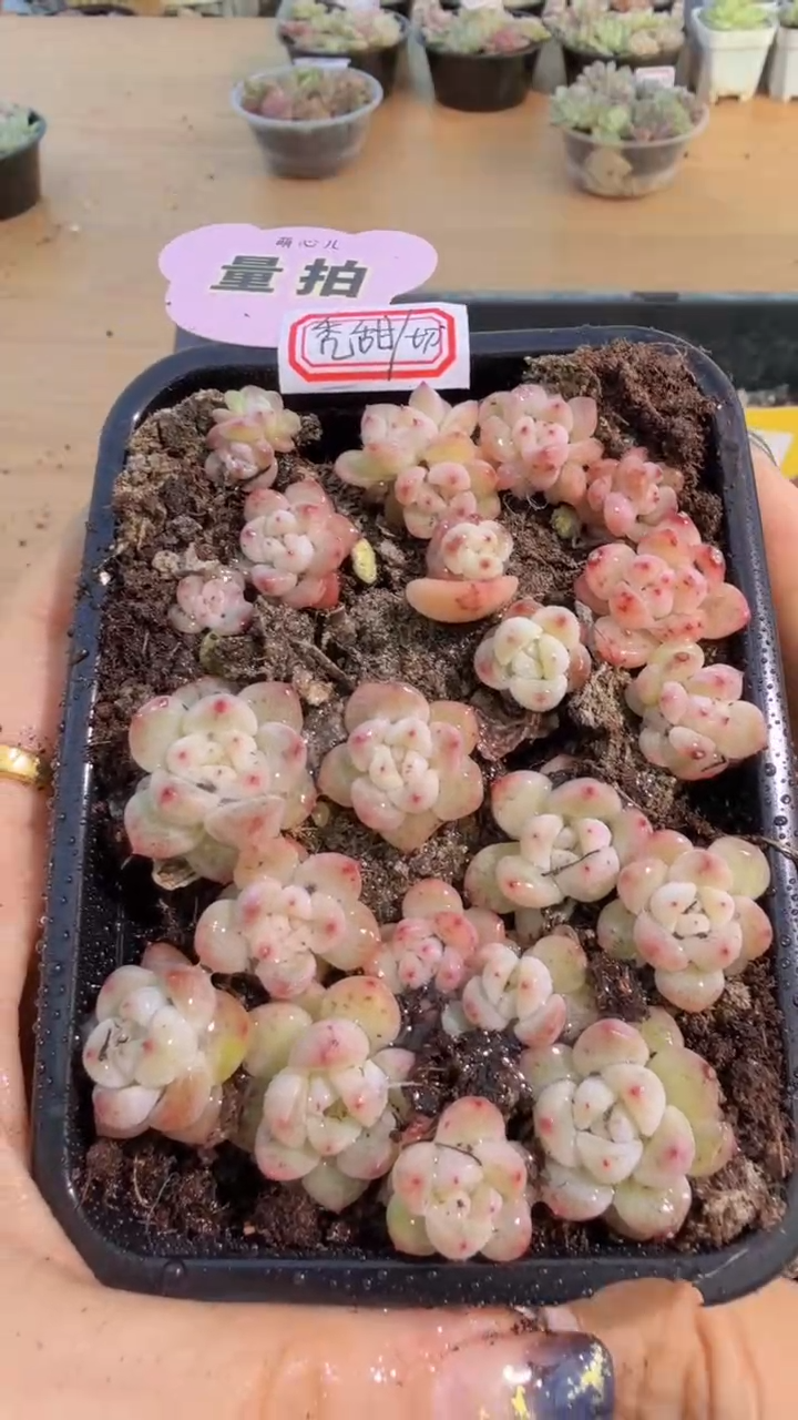 T秃切糕1盒 量拍多肉植物