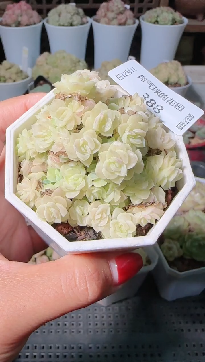 1121-388群生不包整