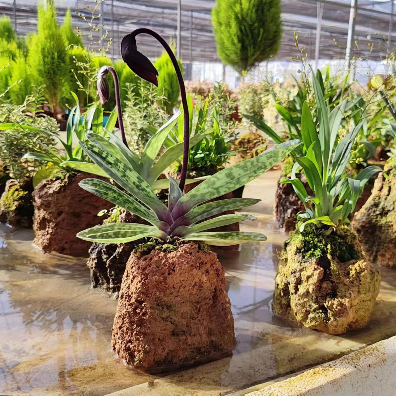 绿植链接现场挑选家具日常摆件装饰