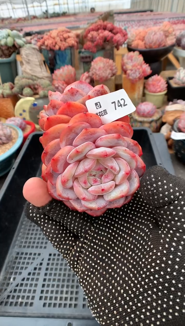 【闪购商品】742星影一物一拍