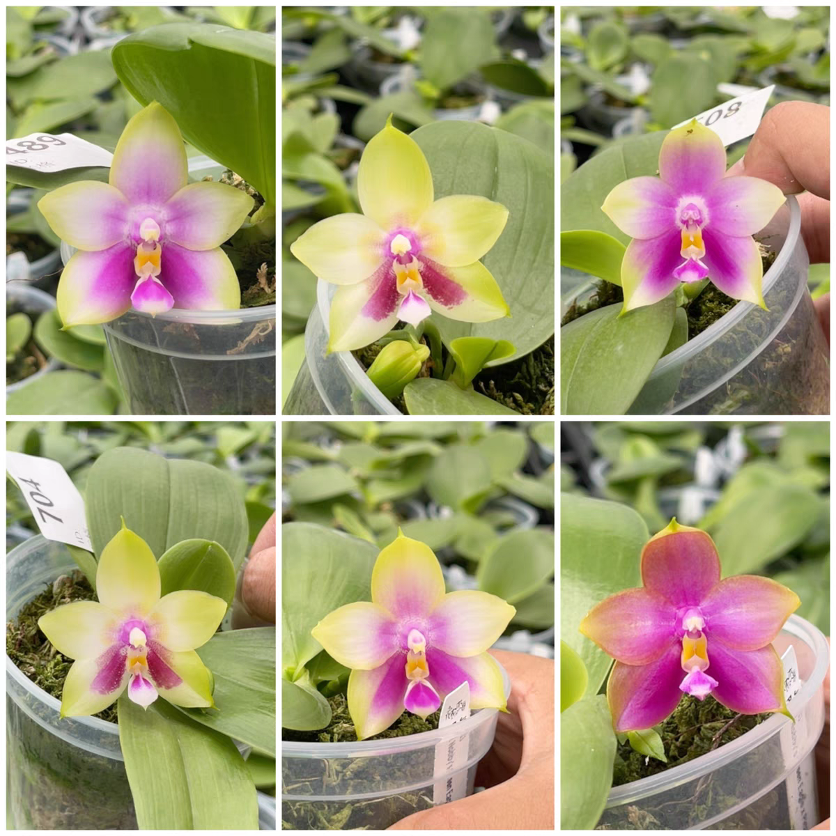 花农杰哥原生种蝴蝶兰 JG2333绿鹰交贝丽娜鹰