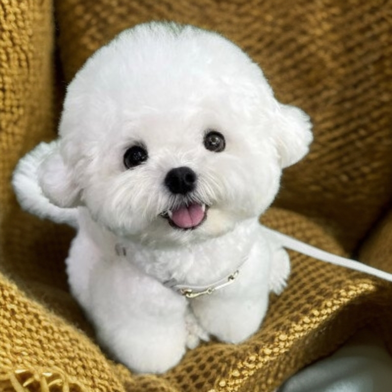 胶州梦凡养殖宠物活体链接