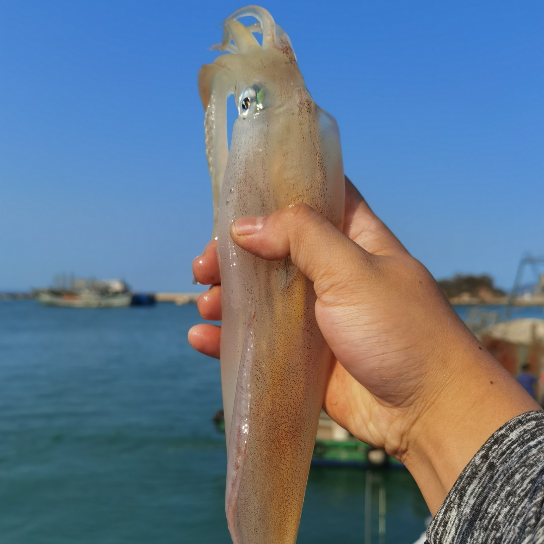 福建火箭鱿鱼（大管）白灼原汁原味 3-3.5斤