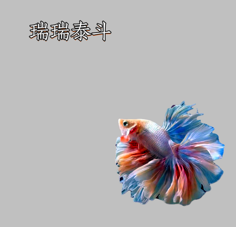 B7（145-168）泰国斗鱼精品鱼小型热带观赏鱼【直播间选鱼】