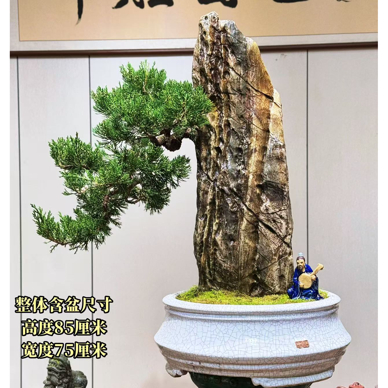 【叶胜园艺】海岛针柏老桩精品盆景