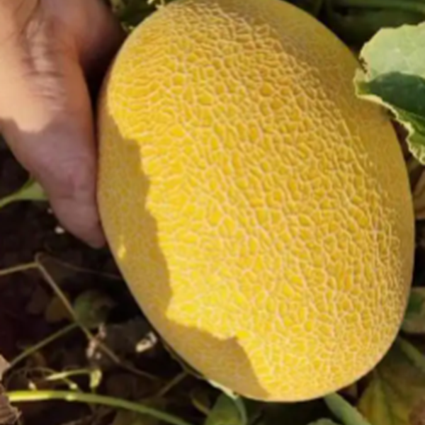 【京东包邮】更实惠新疆金色年华哈密瓜新鲜水果整箱包邮坏果包赔