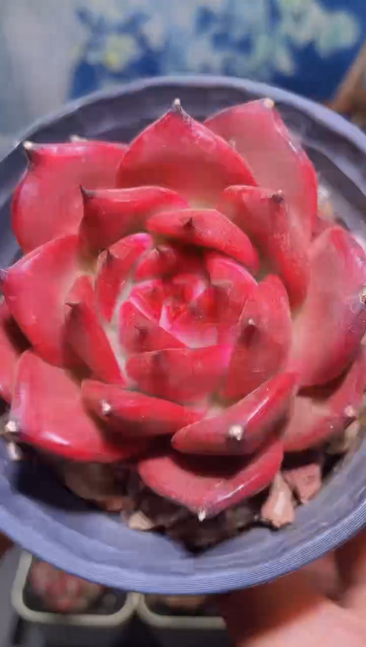 【闪购商品】169弗兰克