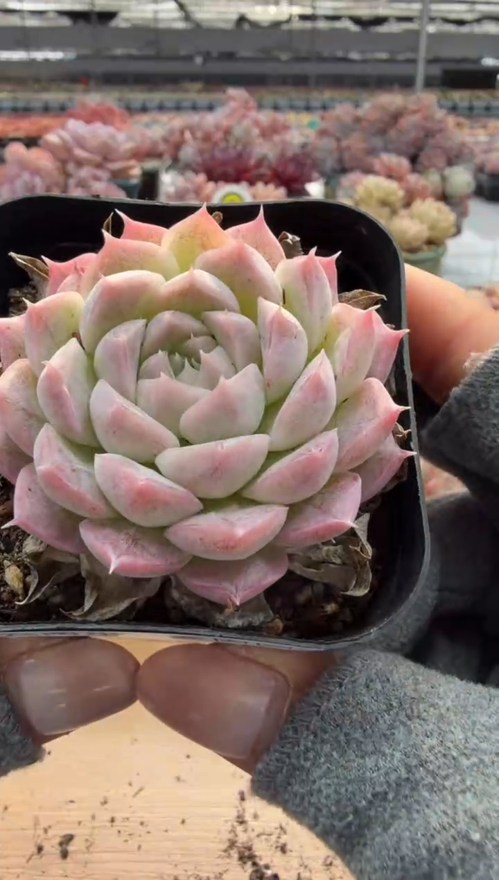 东云多肉园二店-109