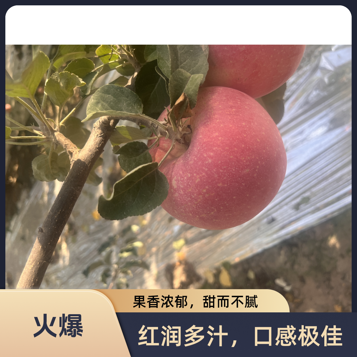 当季苹果红苹果条红片红可榨汁甜脆山东烟台红富士