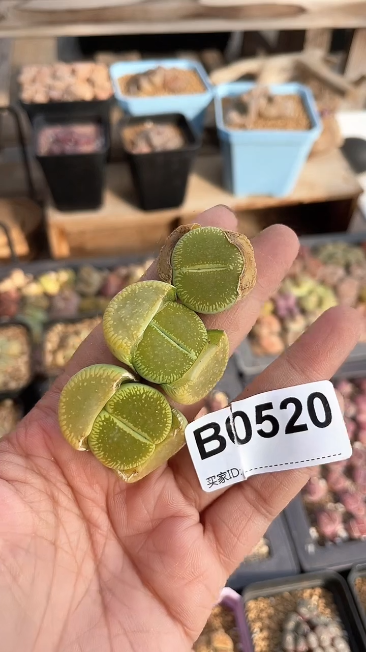【闪购商品】0520直播一物一拍