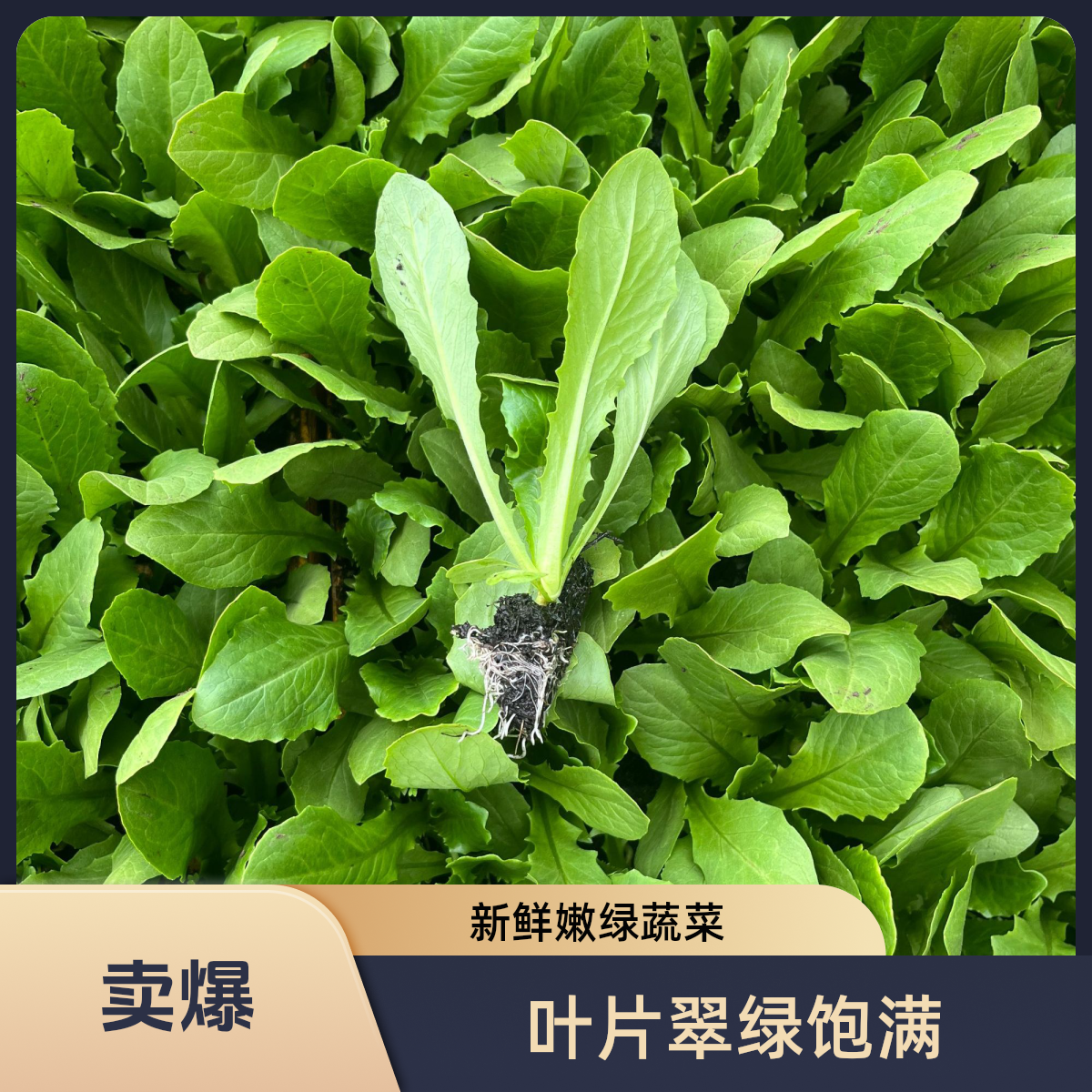 新鲜易活耐寒油麦菜苗四季可种庭院阳台花盆种植易打理菜秧苗蔬菜