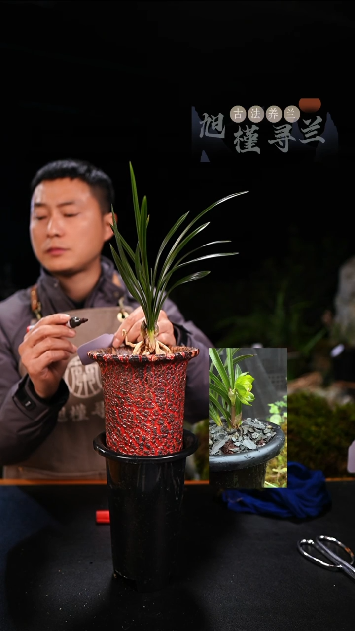 全部花苞赫*轩春兰绿云（3苗草带2花苞）保温发