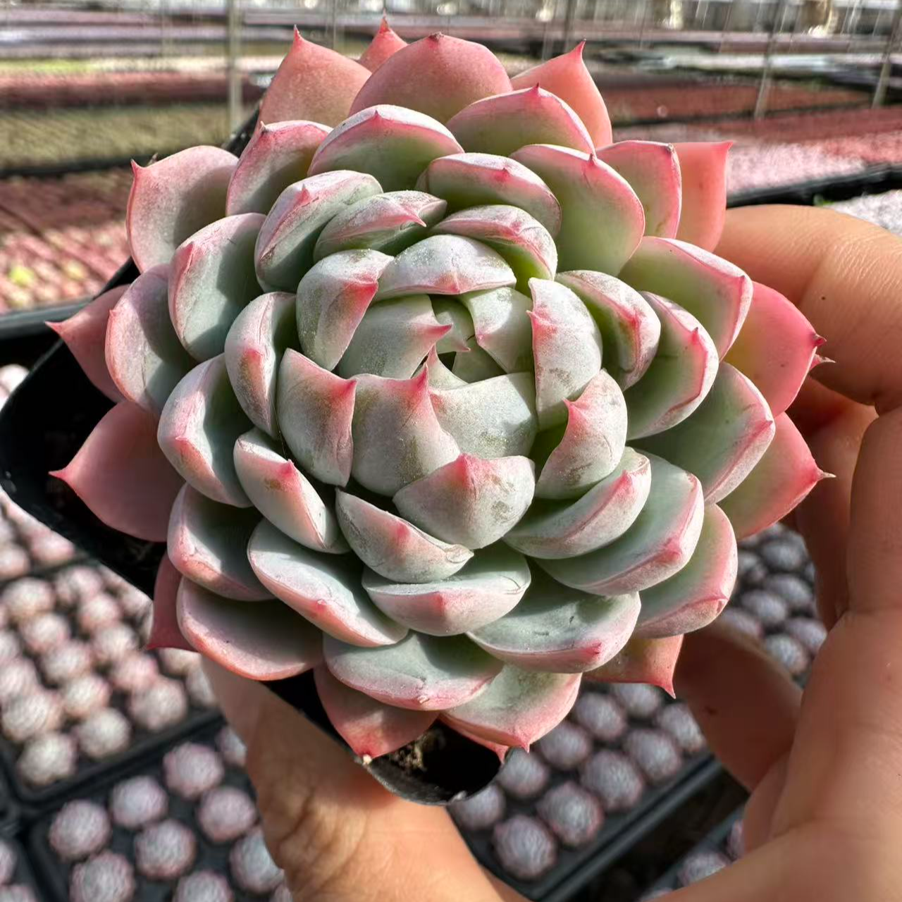 7#仙爪多肉植物  前男友精品多肉SM390