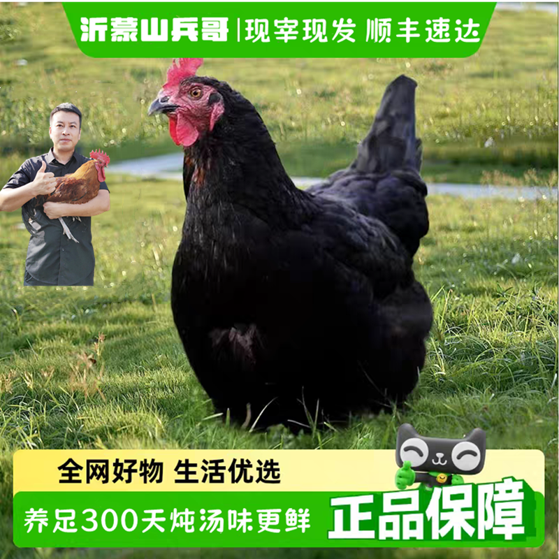 1年高山生态散养老母鸡土鸡溜达土鸡小笨鸡沂蒙山农家散养
