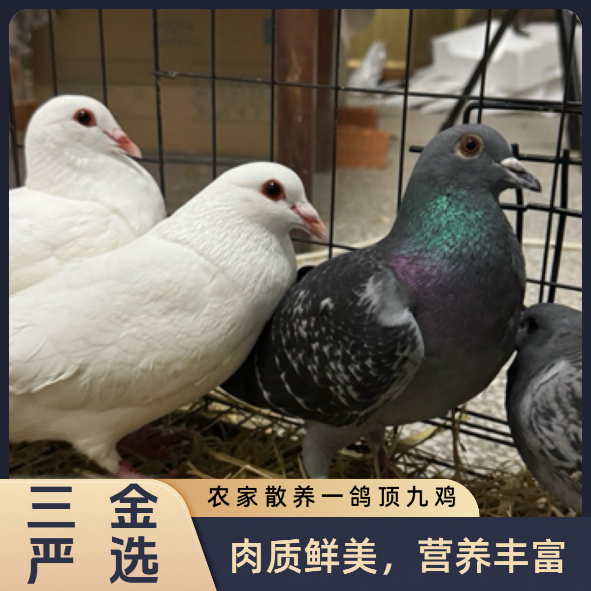 【三金严选】苏北老乡自家散养鸽 土鸽草鸽 煲汤一绝