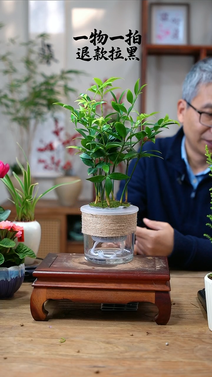 完全开放一*烟竹柏160