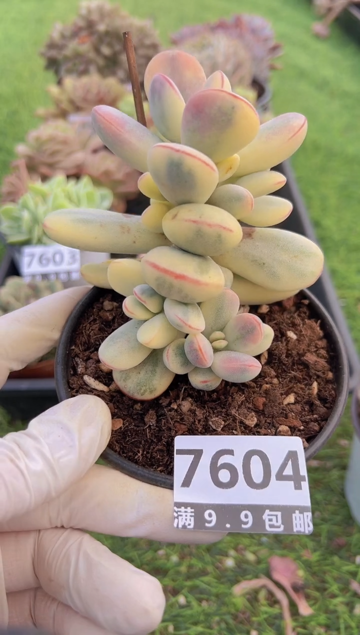 【闪购商品】信福多肉一物一拍