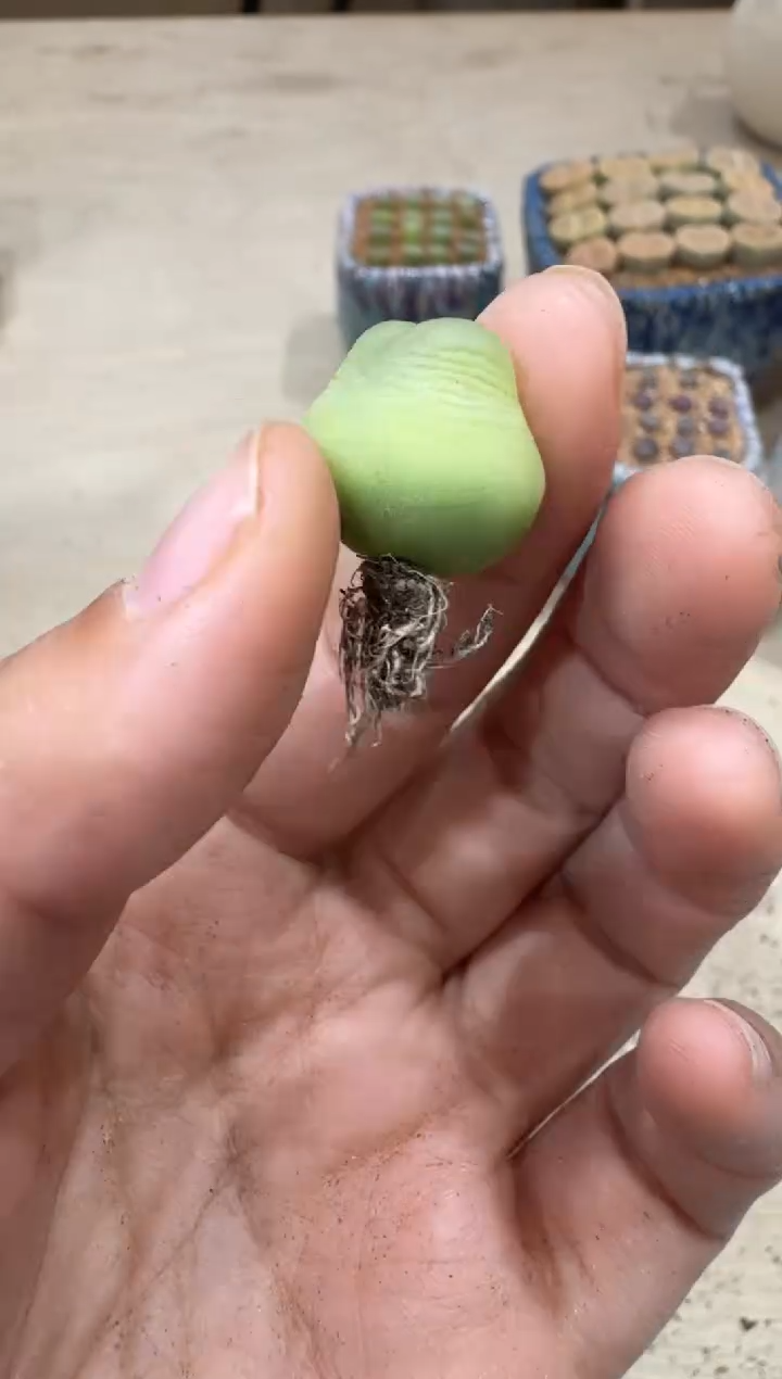 多肉植物肉锥2-57