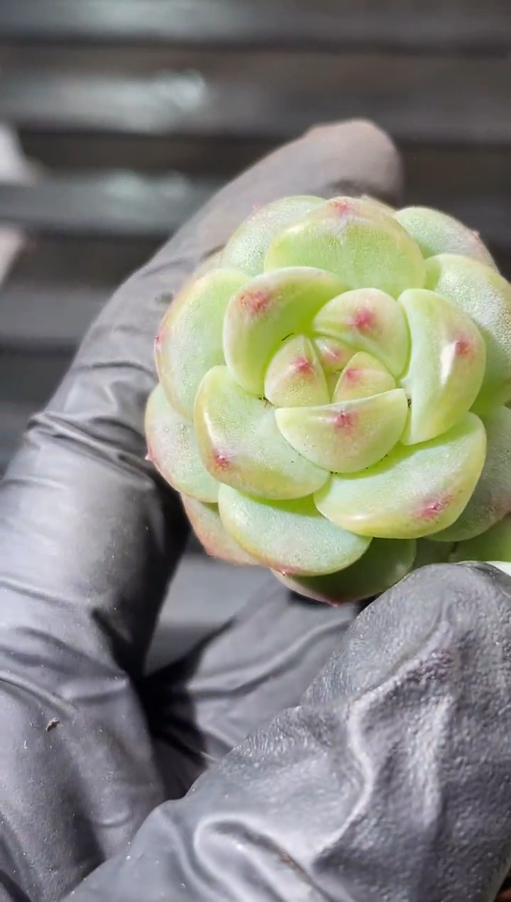 23-45 气球翡2-3厘米量拍发一颗