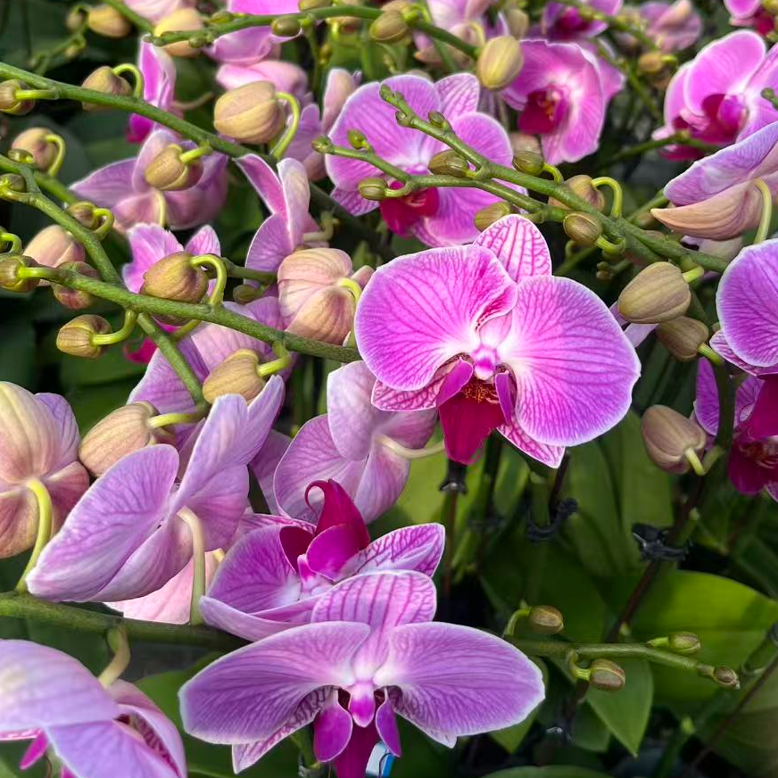 蝴蝶兰【安妮】高端花卉 客厅美观 基地直发