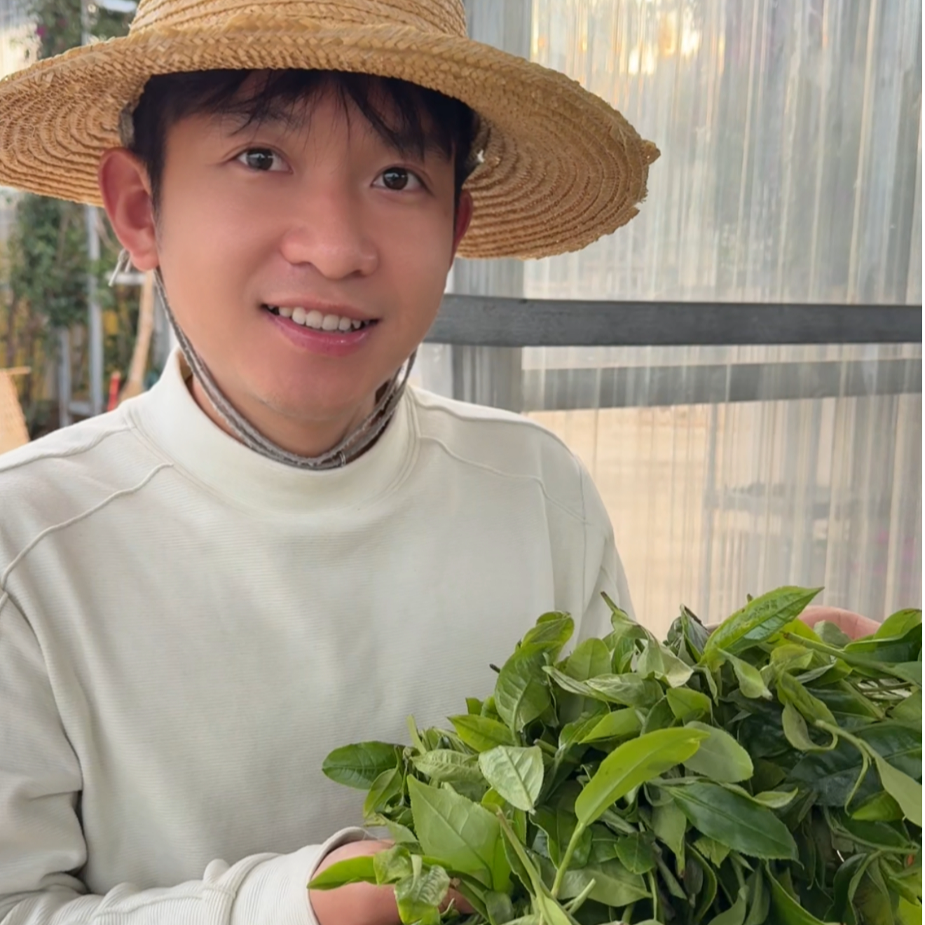 云南古树24年混采-白茶