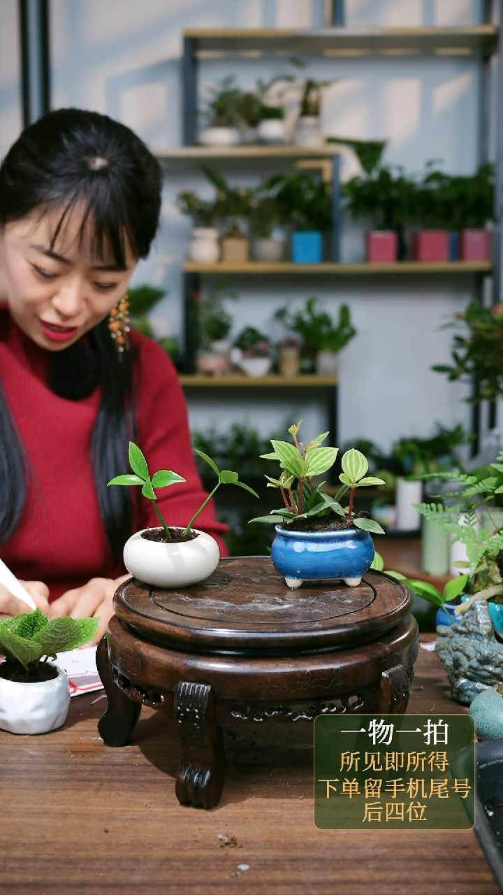 【闪购商品】130--2326组合白竹柏蓝轮叶