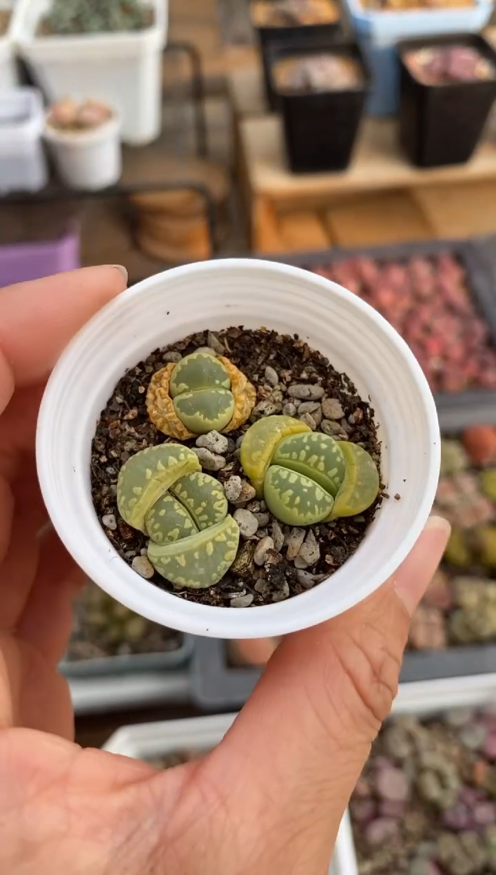 【闪购商品】2050直播一物一拍