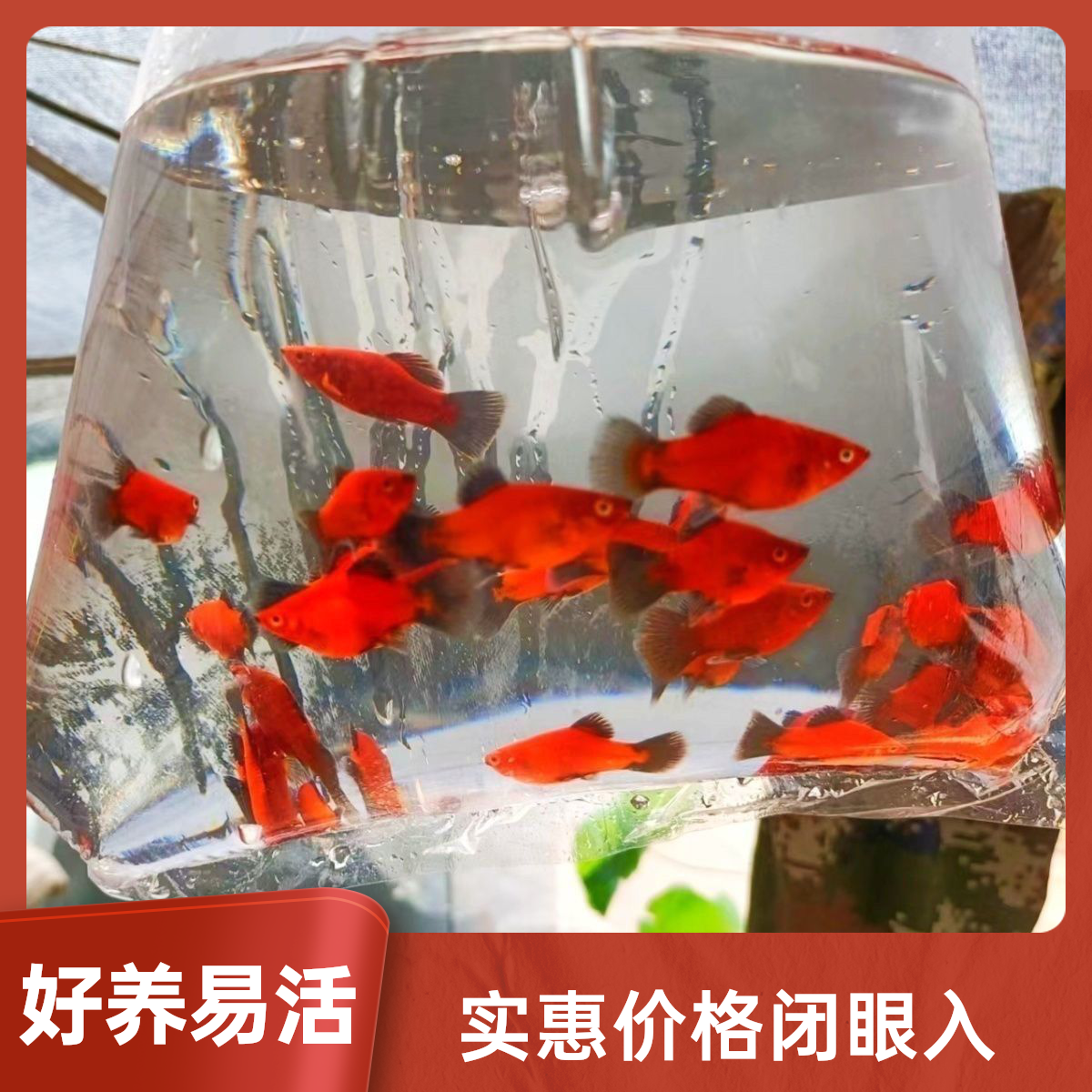 小熊猫好养胎生鱼黑尾月光热带鱼苗混养热带鱼观赏鱼月光鱼米奇