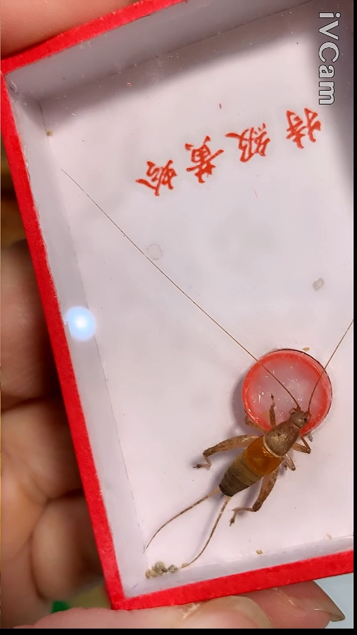 上**事凤仙子哈哈哈哈哈
