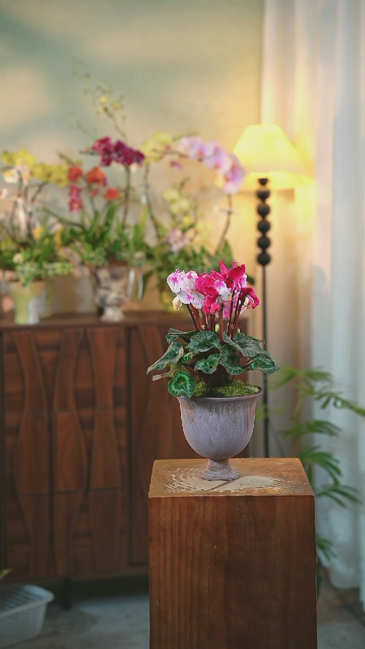 以实际为准仙客来