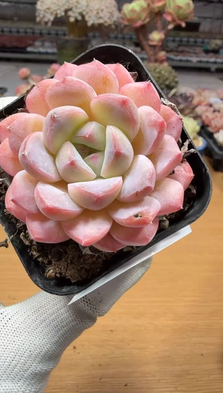 东云多肉园二店-41