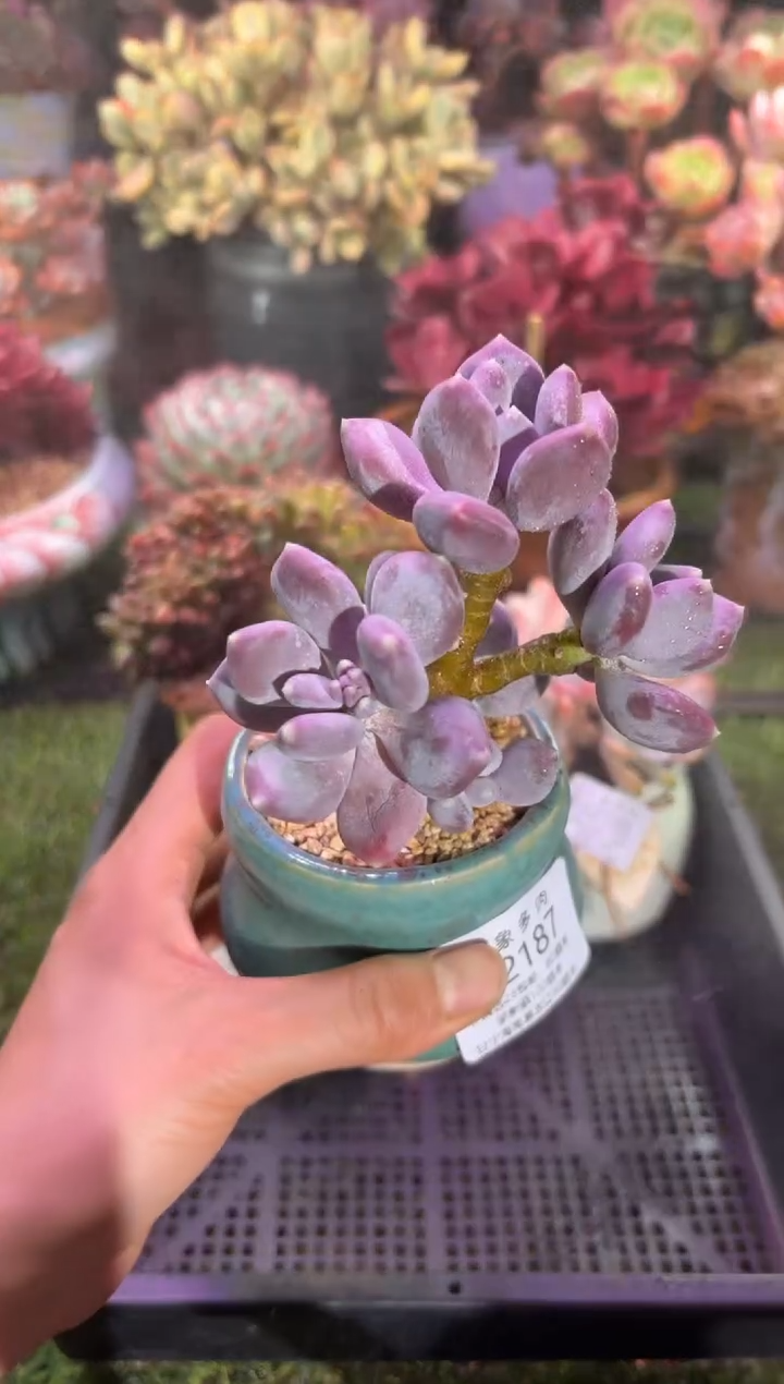 【闪购商品】02187