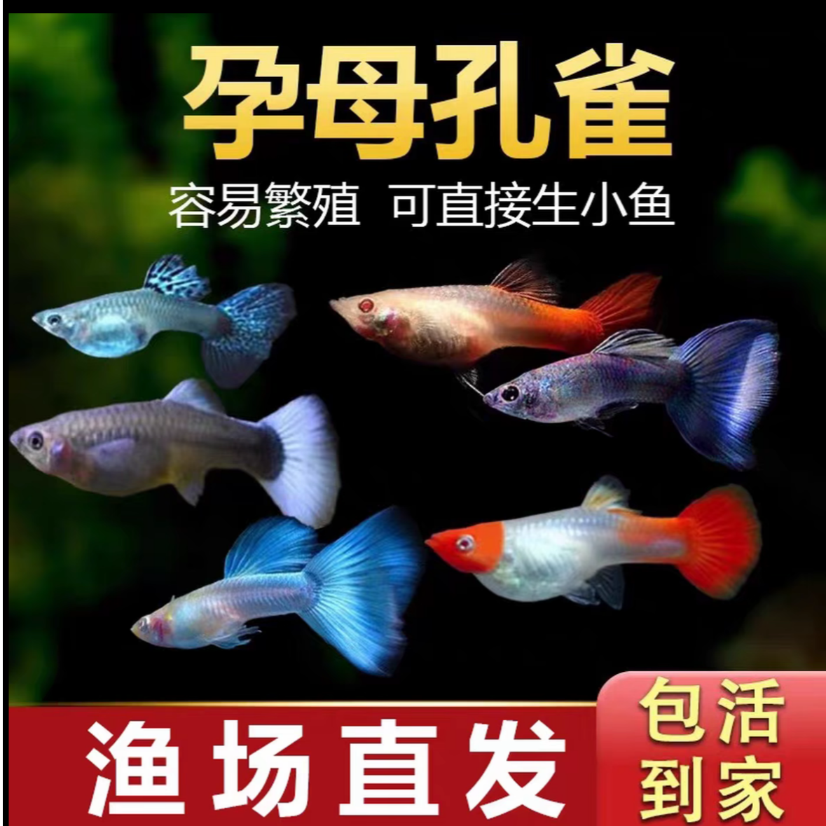 [待产孕母鱼]第一胎纯种鱼仔多品种观赏鱼热带孔雀鱼