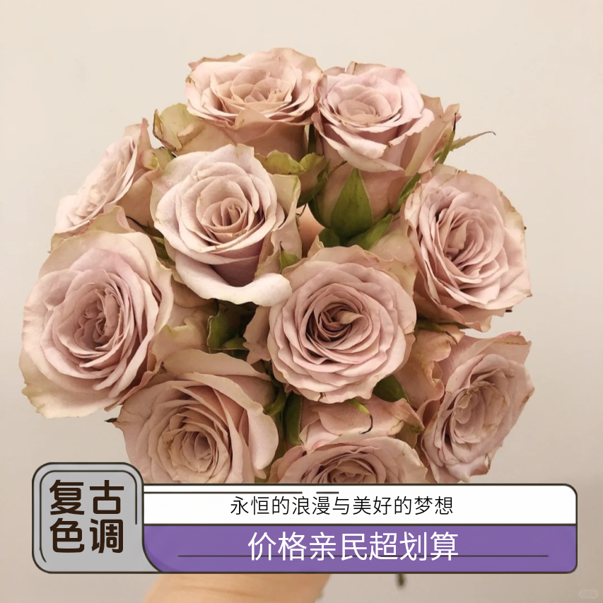 黑哥的花园梦寐月季复古焦糖色调耐热抗病四季开庭院地栽阳台盆栽