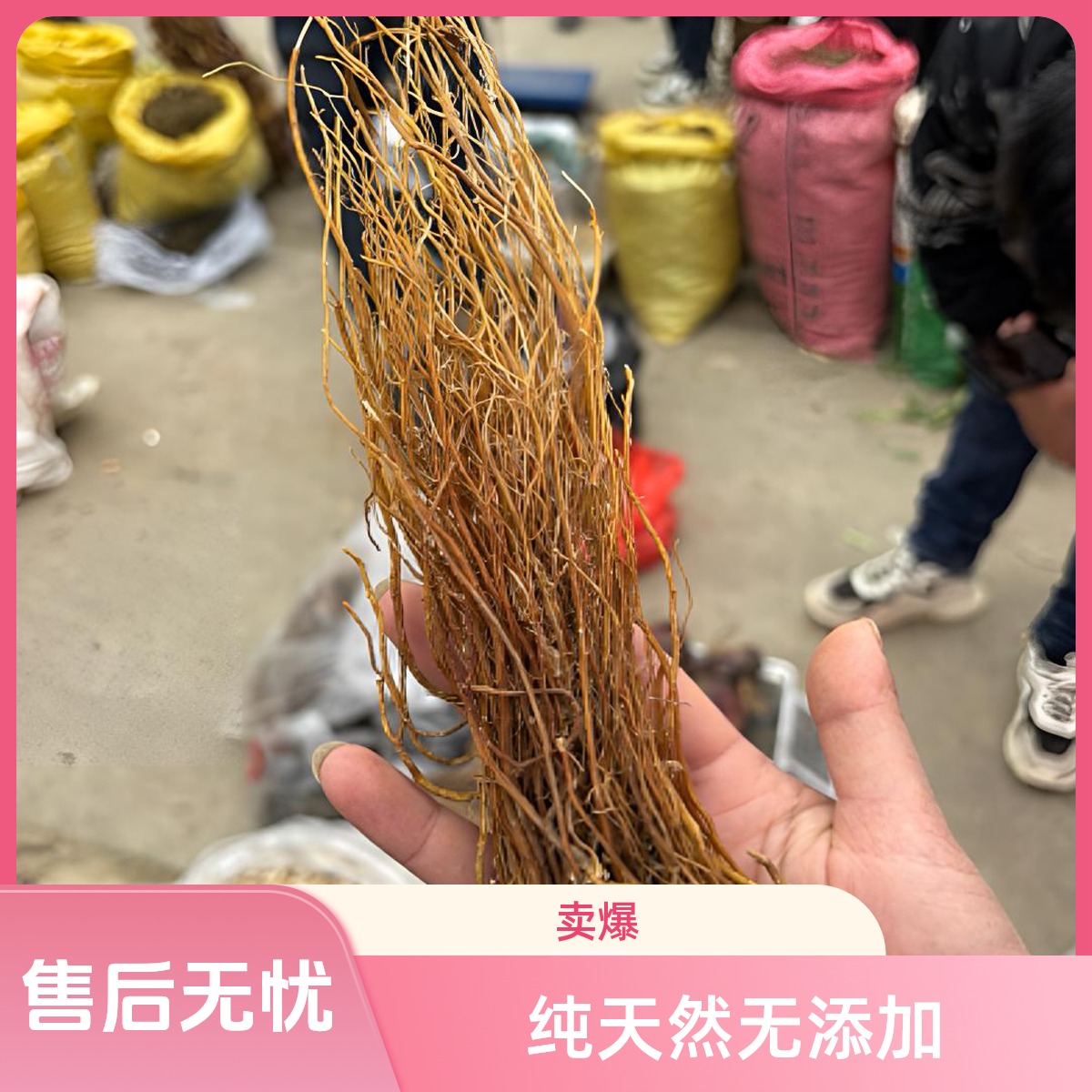 【龙胆草】龙胆草根小叶龙胆草根