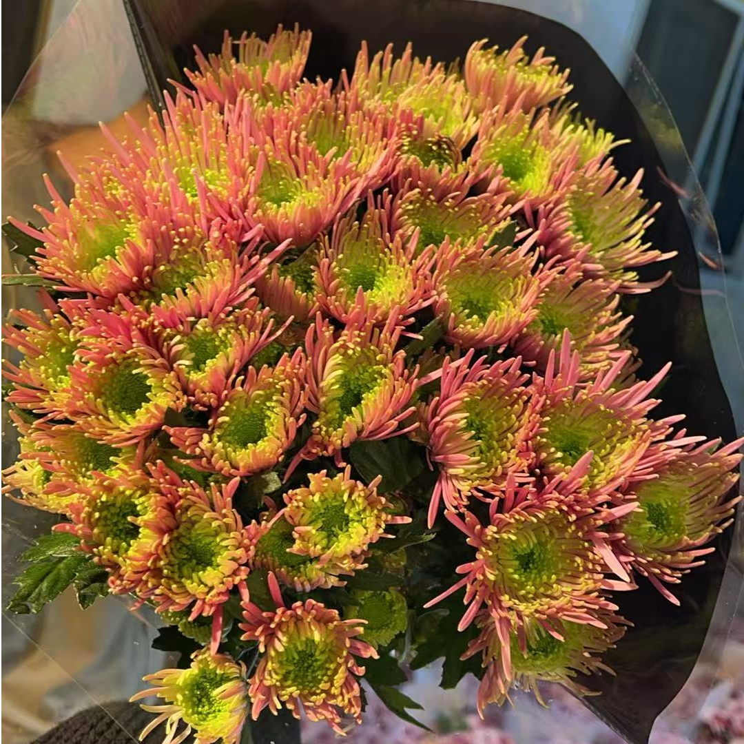 多头烟花（粉色） 小雏菊全店任意N单一个运费