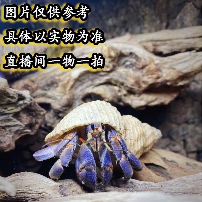 寄居蟹陆生蟹贝壳懒人宠物豆丁西伯灰白虎纹萌宠短碗彩灰白里拉