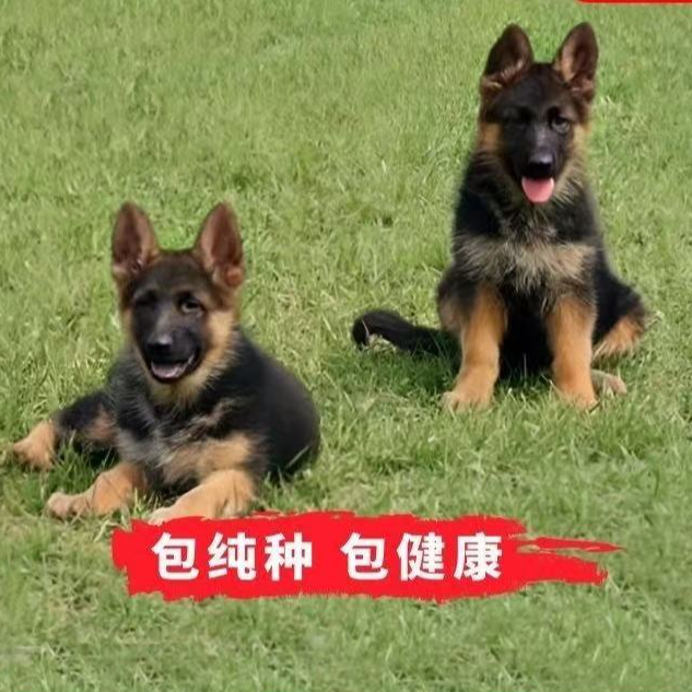 （星苑德牧）T狗狗活体